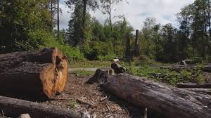 Best Tree Removal Services  in Auburn, CA